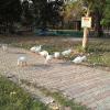 Ducks on the Walking Path at Park, Meerut